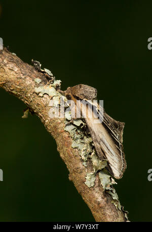 Swallow prominent Motte (Pheosia Tremula) in Ruhe auf Zweig, Lincolnshire, England, UK, Juni. Stockfoto