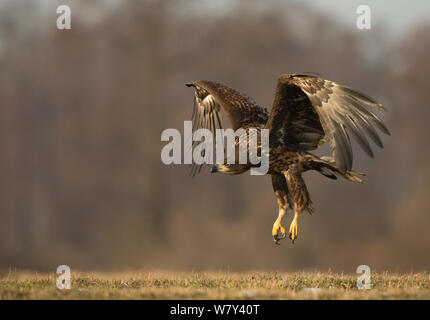 Seeadler (Haliaeetus albicilla) juvenile Landung, Polen, Februar. Stockfoto