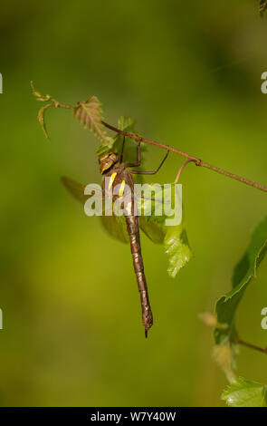 Braun hawker Erwachsener (Aeshna grandis) in Ruhe im Baum, Yorkshire, England, Großbritannien, Juli. Stockfoto