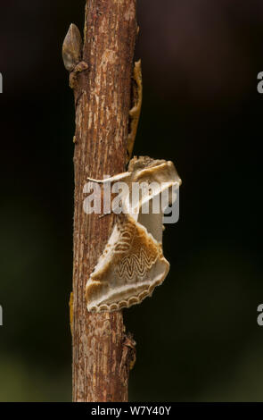 Habrosyne pyritoides Buff Bögen () Motte Erwachsenen auf dem Zweig, Sheffield, England, Großbritannien, Juli. Stockfoto