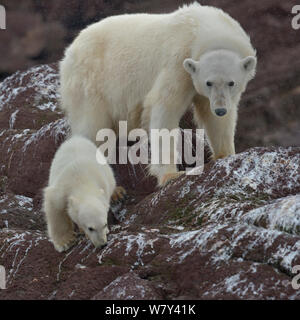 Eisbär (Ursus maritimus) Radio - weibliche collared mit Cub auf Fels, Spitzbergen, Spitzbergen, Norwegen, August. Stockfoto