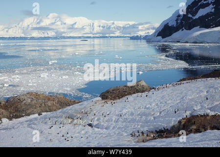 Gentoo Pinguin (Pygoscelis papua) Kolonie an Neko Harbour, Andvord Bay, Antarktis, Februar 2011. Stockfoto