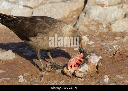 South Polar skua (Catharacta maccormicki) Fütterung auf tote Gentoo Pinguin, Cuverville Island, Ererra Kanal, gerlache Strait Nähe, Antarktis. Stockfoto