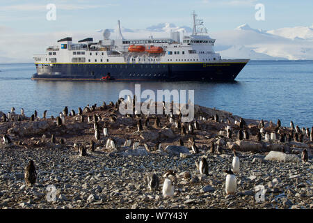 Gentoo Pinguin (Pygoscelis papua) Kolonie vor expeditionsschiff&#39; National Geographic Explorer &#39; bei Cuverville Island, Ererra Kanal, gerlache Strait Nähe, Antarktis. Stockfoto