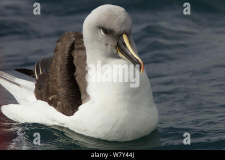 Graukopfalbatros (Thalassarche chrysostoma) auf Wasser, Elsehul, South Georgia. Stockfoto