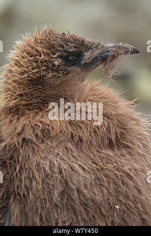 Königspinguin (Aptenodytes patagonicus) Küken Mauser, Right Whale Bay, South Georgia. Stockfoto