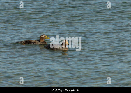 Falkland steamer Duck (Tachyeres Brachypterus) Paar schwimmen, Karkasse Island, Falkland Inseln. Stockfoto