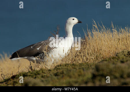 Upland goose (Chloephaga picta) männlich, Korpus Island, Falkland Inseln. Stockfoto