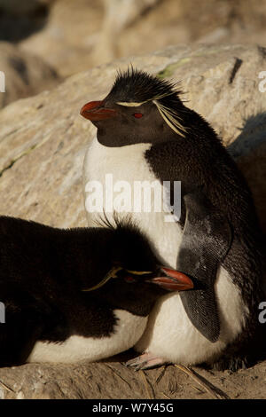 Rockhopper penguin (Eudyptes chrysocome) Paar, New Island, Falkland Inseln. Stockfoto