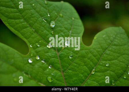 Nahaufnahme von Wassertropfen auf einem großen Blatt Stockfoto