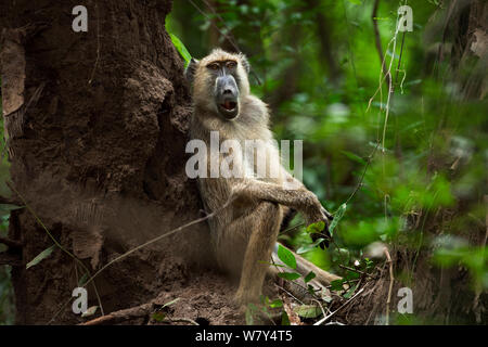 Yellow baboon (Papio cynocephalus) reife Männer setzten sich gegen einen Baum. Tana River Forest, Ost Kenia. Stockfoto