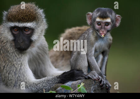 Meerkatze (Chlorocebus aethiops) Baby im Alter von 3 Monaten auf einem Stein saß mit seiner Mutter hinter sich. , Elsamere Lake Naivasha, Rift Valley Provinz, Kenia. Stockfoto