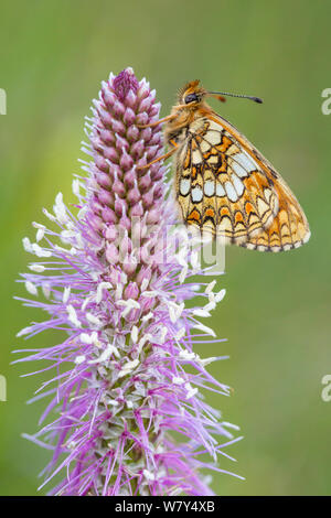 Heide fritillary (Melitaea athalia) Nordtirol, Österreichischen Alpen, Juni. Stockfoto