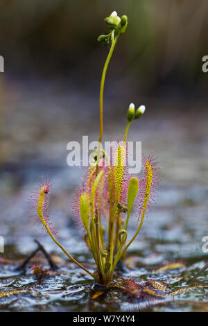 Große Sonnentau (Drosera anglica) Nordtirol, Österreichischen Alpen, Juli. Stockfoto