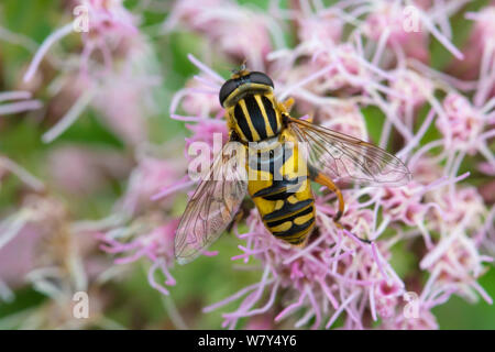 Hoverfly (Helophilus pendulus) Verfütterung von Hanf agrimony (Eupatorium cannabinum) Strumpshaw Fen, Norfolk, UK, September. Stockfoto