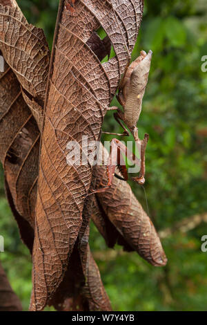 Tote blatt Mantis (Deroplatys desiccata) auf tote Blätter getarnt, Danum Valley, Sabah, Borneo. Stockfoto