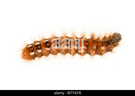 Knoten gras Motte (Acronicta rumicis) Caterpillar, Nationalpark Peak District, Derbyshire, UK, September. Stockfoto