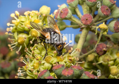 12:00 Uhr Fly/Mittag fliegen (Mesembrina Meridiana) Fütterung auf Efeu (Hedera helix) Blumen. Nationalpark Peak District, Derbyshire, UK, November. Stockfoto