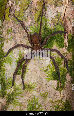 Huntsman spider (Sparassidae) auf dem Baumstamm. Danum Valley, Sabah, Borneo. Stockfoto