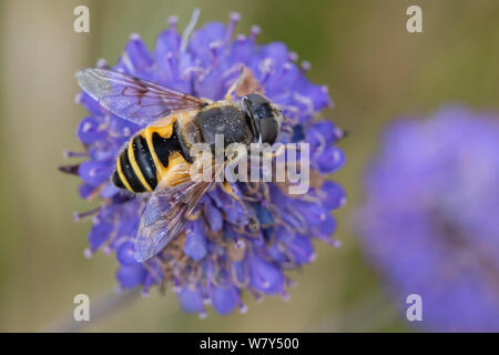 Hoverfly (Eristalis horticola) Fütterung auf Teufel&#39;s-bit scabious (Succisa pratensis) Strumpshaw Fen, Norfolk, UK, September. Stockfoto