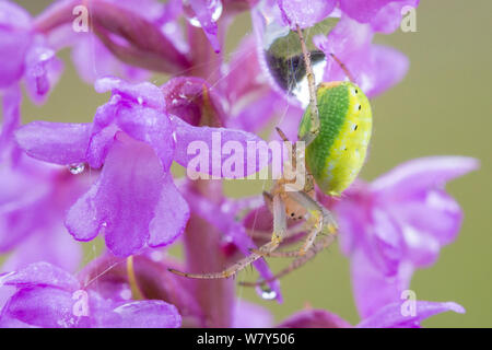 Gurke Araniella cucurbitina) Spinne (Weibchen auf duftenden Orchid (Gymnadenia conopsea) Nordtirol, Österreichischen Alpen, Juli. Stockfoto