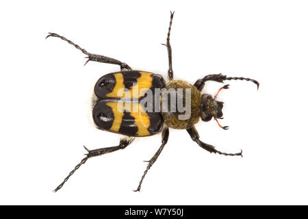 Bee Käfer (Trichius fasciatus) Nordtirol, Österreichischen Alpen, Juli. Stockfoto