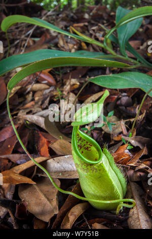 Kannenpflanze (Nepenthes tentaculata) mit Boden Krug. Maliau Becken, Sabah, Borneo. Stockfoto