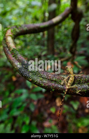 Bornesischen Winkel - vorangegangen Lizard/Lange-Crested Wald Drache (Gonocephalus bornensis) Kinder klettern Liana Vine im tropischen Regenwald. Danum Valley, Sabah, Borneo. Stockfoto