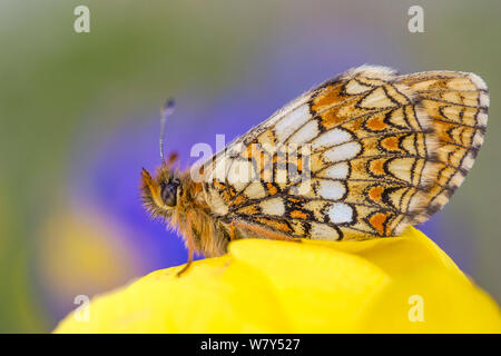 Heide fritillary (Melitaea athalia) Nordtirol, Österreichischen Alpen, Juni. Stockfoto