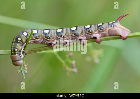 Bedstraw Hawk-moth (Hyles gallii) Caterpillar, Nordtirol, Österreichischen Alpen, Juli. Stockfoto