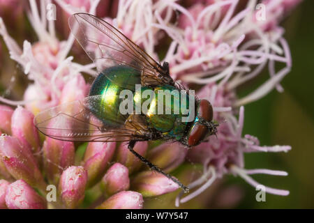 Greenbottle (Lucilia caesar) Verfütterung von Hanf agrimony (Eupatorium cannabinum) Strumpshaw Fen, Norfolk, UK, September. Stockfoto