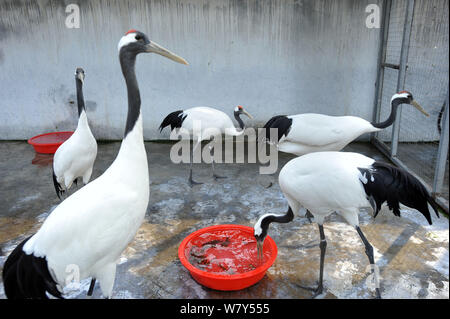 Rot - gekrönte Krane essen Schlamm Fisch in einem Zoo in Wuhan City, Central China Provinz Hubei, 9. März 2017. Ein Zoo in Wuhan City, der Hauptstadt von China Stockfoto