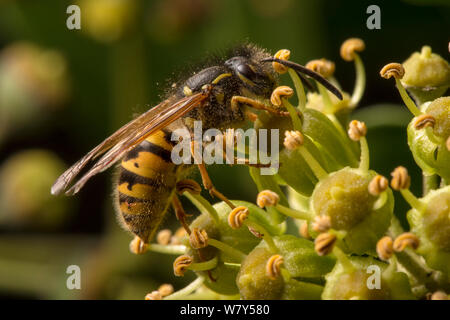 Gemeinsame Wespe (Vespula vulgaris) Fütterung auf Efeu (Hedera helix) Blumen. Nationalpark Peak District, Derbyshire, UK, November. Stockfoto