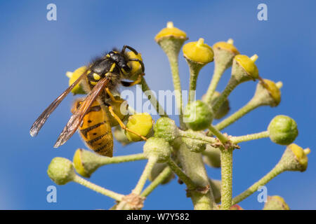 Gemeinsame Wespe (Vespula vulgaris) Fütterung auf Efeu (Hedera helix) Blumen. Nationalpark Peak District, Derbyshire, UK, November. Stockfoto