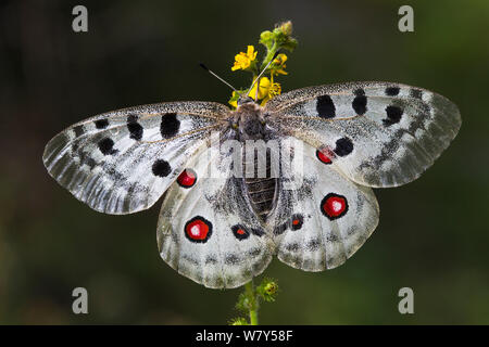 Apollofalter (clossiana Apollo) Nordtirol, Österreichischen Alpen, Juli. Stockfoto