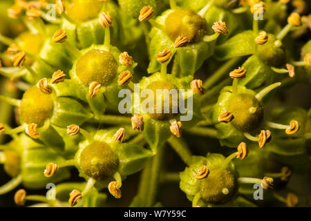 Efeu (Hedera helix) Blumen. Nationalpark Peak District, Derbyshire, UK, November. Stockfoto