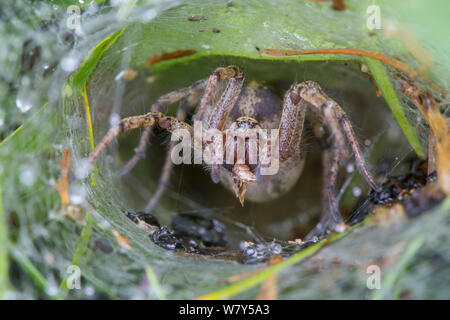 Labyrinth spider (Agelena labyrinthica) in den Trichter. Nordtirol, Österreichischen Alpen, Juli. Stockfoto