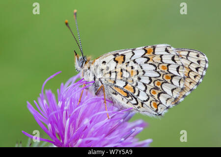 Heide fritillary (Melitaea athalia) Nordtirol, Österreichischen Alpen, Juni. Stockfoto