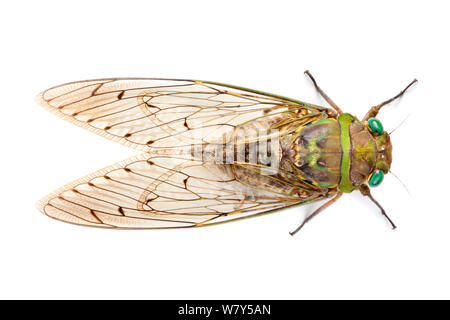 Zikade (Cicadoidea) Maliau Basin, Sabah, Borneo. Stockfoto