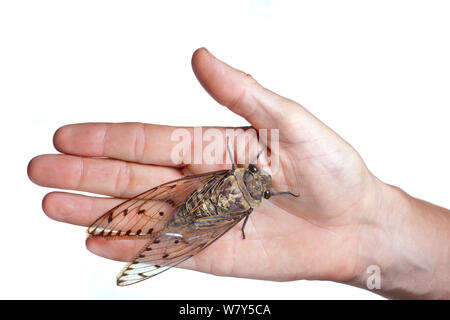 Große Zikade (Pomponia sp) auf Fotograf&#39;s Hand, Maliau Becken, Sabah, Borneo. Stockfoto