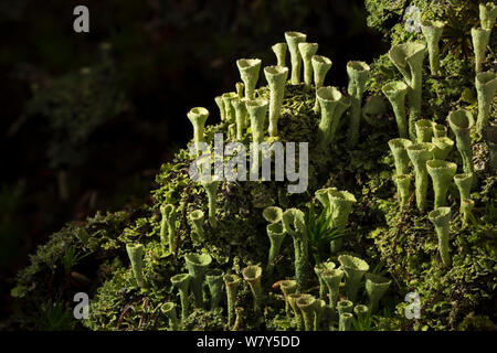 Trompete Flechten (Cladonia fimbriata) Nordtirol, Österreichischen Alpen, Juli. Stockfoto