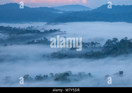 Blick über die Tiefebene dipterocarpen Regenwald in der Morgendämmerung. Danum Valley, Sabah, Borneo, Mai 2011. Stockfoto