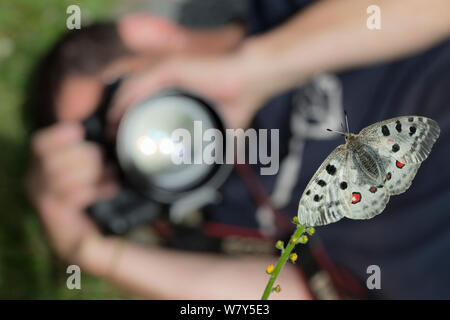 Naturfotograf, Bild der Apollofalter (clossiana Apollo) Nordtirol, Österreichischen Alpen, Juli. Stockfoto