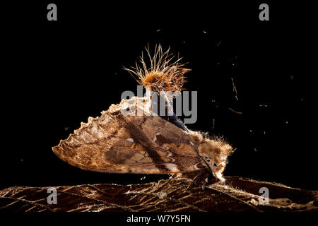 Motte (Dudusa sp) im defensiven Haltung, präsentiert urticating Haare an der Spitze des Abdomens. Danum Valley, Sabah, Borneo. Stockfoto