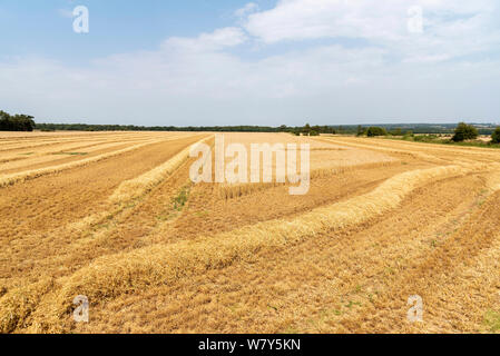 Cheltenham, Gloucestershire, England, Grossbritannien, Blick vom Mähdrescher cab von Spuren durch Wintergerste, die nach dem Trocknen zu einer Brauerei gehen werden. Stockfoto