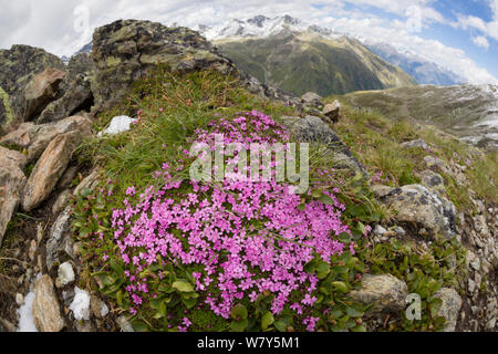 Moss Campion (Silene acaulis) Nordtirol, Österreichischen Alpen, Juli. Stockfoto