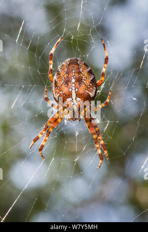 Gartenkreuzspinne (Araneus diadematus) Weibliche hängen im Web. Nationalpark Peak District, Derbyshire, UK, September. Stockfoto