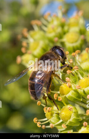 Drohne fliegen (Eristalis Tenax) Fütterung auf Efeu (Hedera helix) Blumen. Nationalpark Peak District, Derbyshire, UK, November. Stockfoto