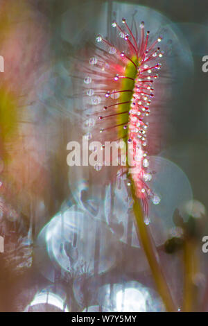 Große Sonnentau (Drosera anglica) Nordtirol, Österreichischen Alpen, Juli. Stockfoto