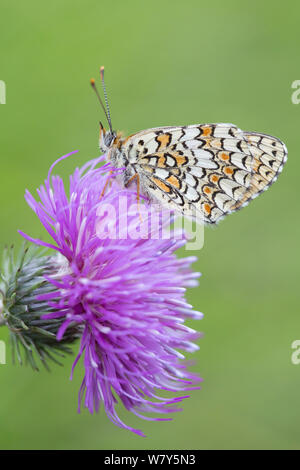 Heide fritillary (Melitaea athalia) Nordtirol, Österreichischen Alpen, Juni. Stockfoto